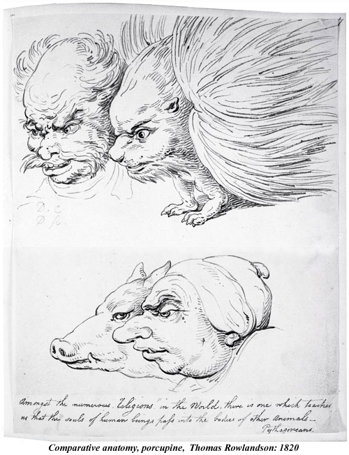 Comparative anatomy Porcupine Thomas Rowlandson 1820